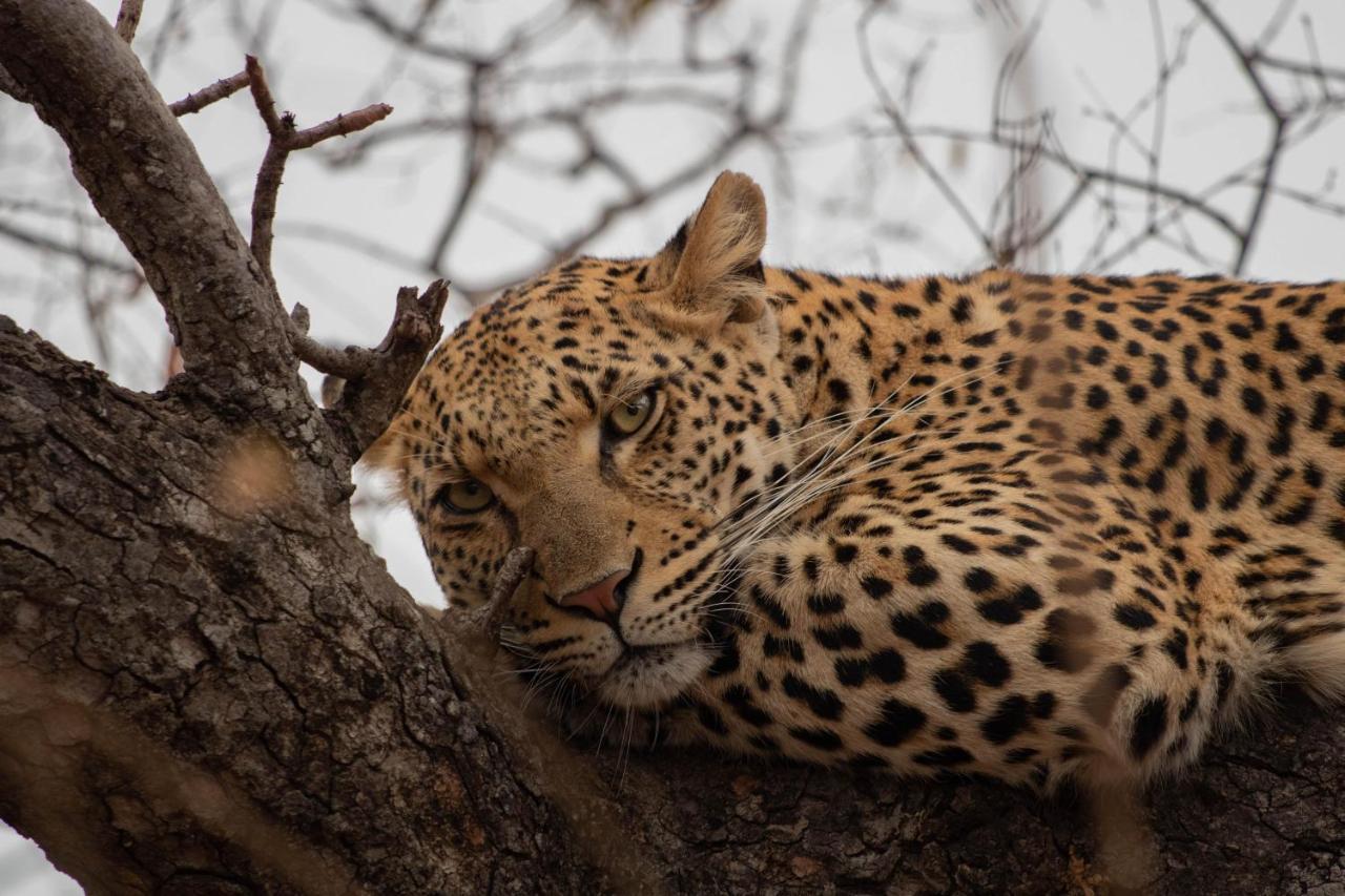 Kapama River Lodge Kapama Game Reserve Dış mekan fotoğraf